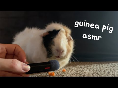 ASMR my guinea pigs eating carrots *cutest mukbang ever* 🧡