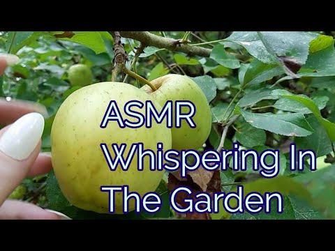 ASMR Whispering In The Garden(Lo-fi)