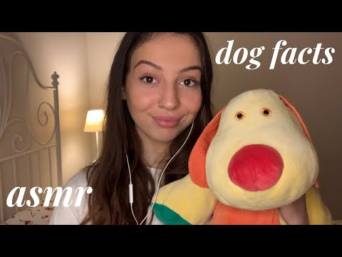 ASMR - random facts about dogs (& cuddly toy stroking)