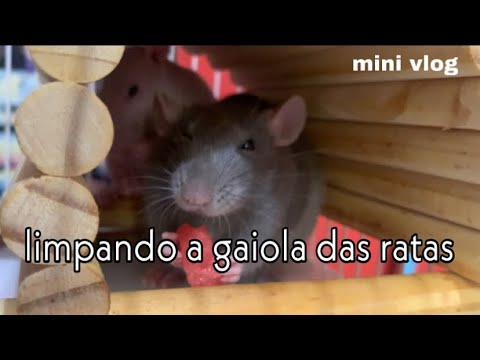 mini vlog: limpando a raiola das ratas