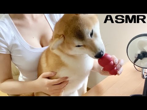 【ASMR】柴犬のお食事 / 咀嚼音 Binaural