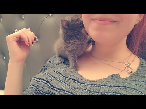 ASMR | Kitty Purrs, Hugs & Kisses