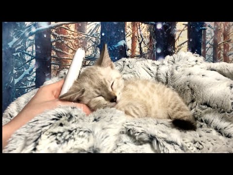 ASMR On OLAF | Snow Bengal KITTEN Tingles | PURRRrring, Combing, Petting, Brushing