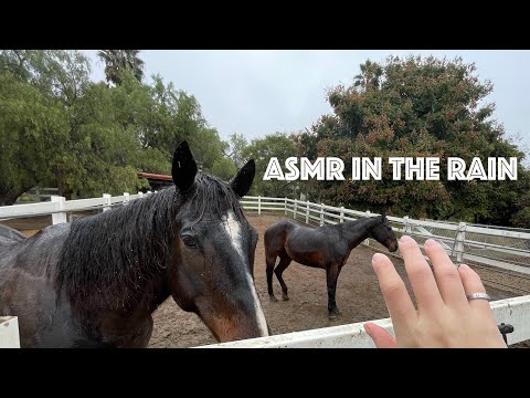 ASMR: In The Rain (No Talking) 🌧️