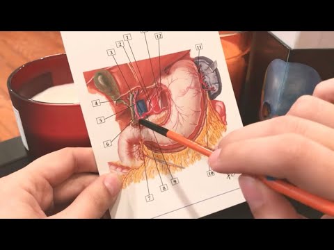 [ Paintbrush Tracing ASMR ] ASMR Médico: Tarjetas de Anatomía