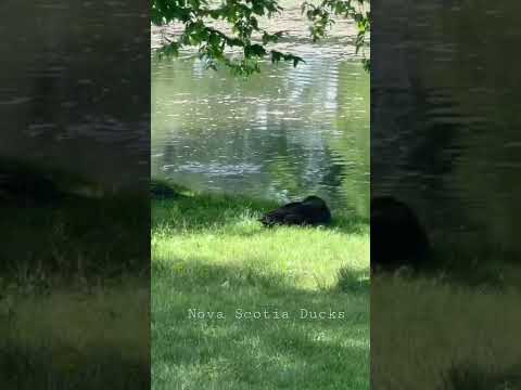 ASMR Duck Sounds in Halifax Nova Scotia Public Garden 3D Nature Sounds