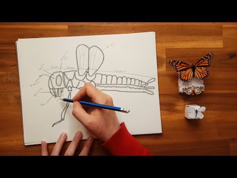 *Whisper* Drawing the External Anatomy of an Insect ASMR