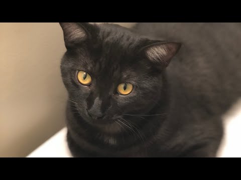 CAT ASMR | Eating and Licking Sounds | Purring Sounds