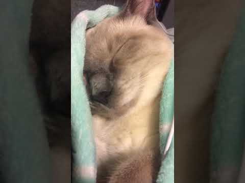 Siamese Cat  ~ Sleeping