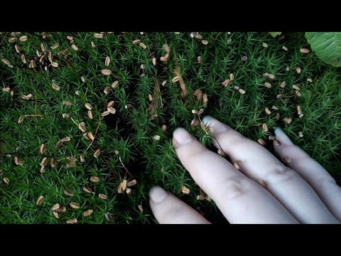 ASMR CZ (Lo-fi) Lesní relax