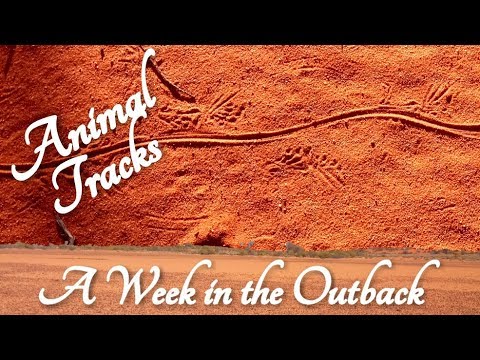 ASMR Reading Animal Tracks on Dunes (Week in the Outback)