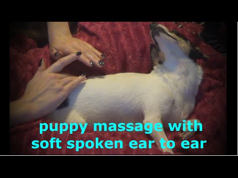 ASMR puppy massage/back scratching *soft spoken ear to ear with calming music*
