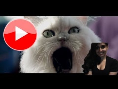 Katy Perry Music Video Roar to a Meow Features A Cute Kitty    - My Thoughts