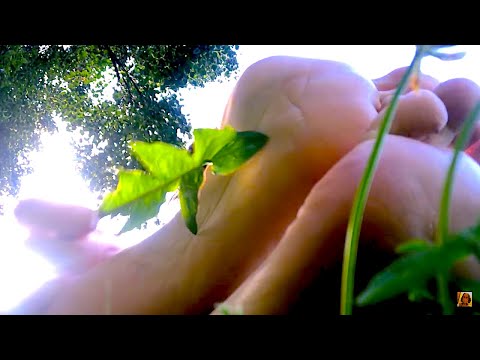 ASMR dirty bare feet soles tickled with grass