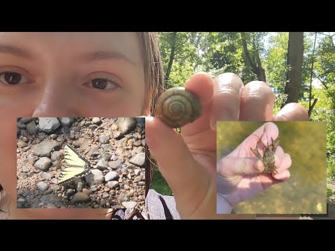 ASMR Outdoors- At The River- Nature Sounds (floating, catching crawdads, and finding shells) 🏞🐚🐟🌳