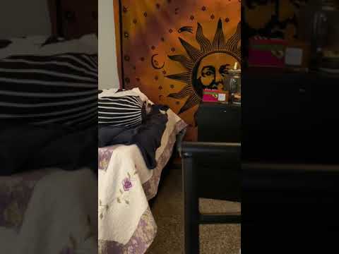 Haunted doll (light anomaly caught) my dog was aware of a presence