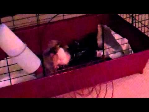 guinea pig  pop corning  and making cute sounds