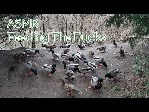 ASMR Feeding The Ducks