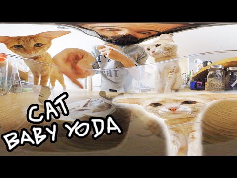 I took another ASMR video with my cats but they look like Baby Yoda