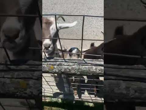 Feeding Goats 😍