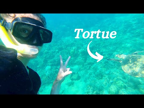 🐢 ASMR BALI 🌊  Je nage avec une tortue et je vois un requin ! 🦈