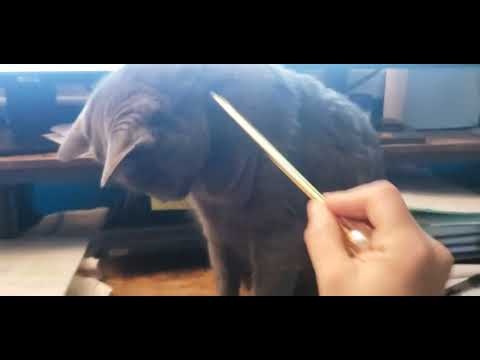 Cat Asmr. Scratching & Tapping