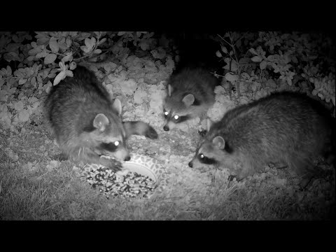 Backyard Trail Camera ASMR (Raccoons & Deer)