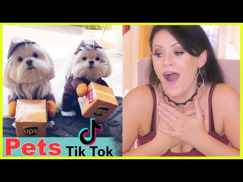 Reacting To Cute and Funny Pets and Animals on Tik Tok