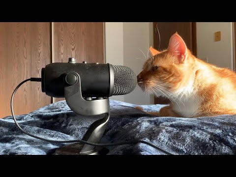 My Cat Gives You ASMR (Purring, Petting, Tracing) 🐱