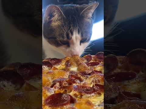 Cat keeps trying to Eat Mukbangers Pizza !