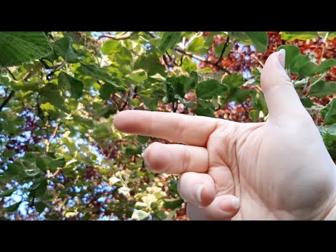ASMR touching leaves with windchimes (only few whispered words)