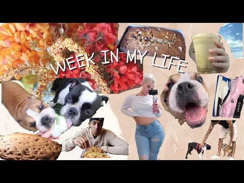 WEEK IN MY LIFE | New Puppy, Penelope's Birthday & Banana Bread♡