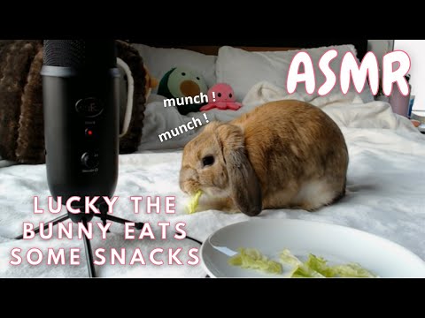 ASMR Lucky the Bunny Eats some Snacks (Mouth Sounds)