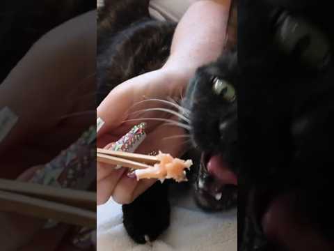 ASMR Mukbang with my Kitty Cat, Pickle 😻  #catvideos #catasmr #catlovers #asmrfood #asmrsounds