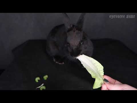 Rabbit Eating ASMR