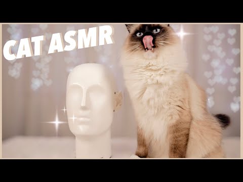[ASMR] Bernie The Ragdoll Cat Attempts ASMR (cute cat asmr)
