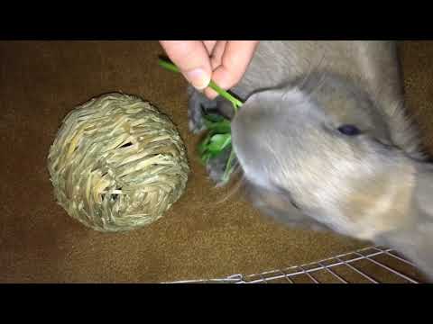ASMR bunny eating 🐰🥕✨