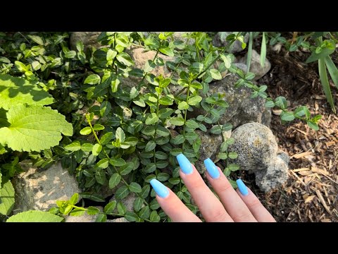 ASMR Outside 🌿☁️🌳 (nature sounds, birds chirping, tapping, scratching)