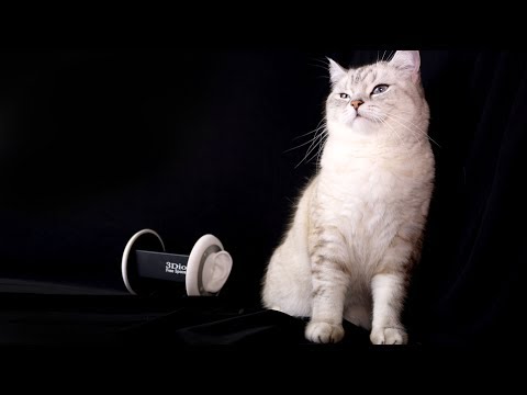 АСМР Кот кушает 😻 ASMR cat Eating, Ear Licking 👅