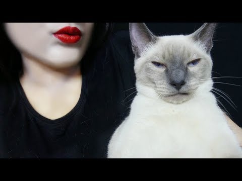 ASMR Cat 🐈🐾(Pet Therapy, Siamese Blue Point Cat)Whisper 😻💗