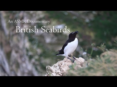 An ASMR Documentary | Beautiful Seabirds Puffins, Gannets, Guillemots, Razorbills [Binaural]