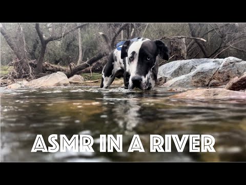 ASMR: In A River: Underwater sounds, Camera Tapping, etc. 🦆