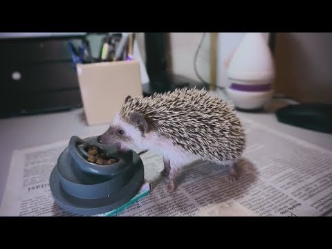 First ever ASMR by my Hedgehogs!! Eating, mouth sounds, and bath