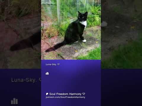 Luna-Sky Beautiful Cat Video Pre-view #shorts