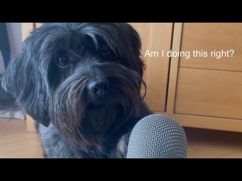 My dog tries ASMR for 1 minute (100 subscriber special)