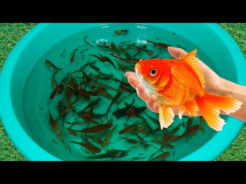 Tiger Barb Betta Ram Cichlid Guppy Koi Carp Fish PingPong Pearl Scale Goldfish Catfish animals Video