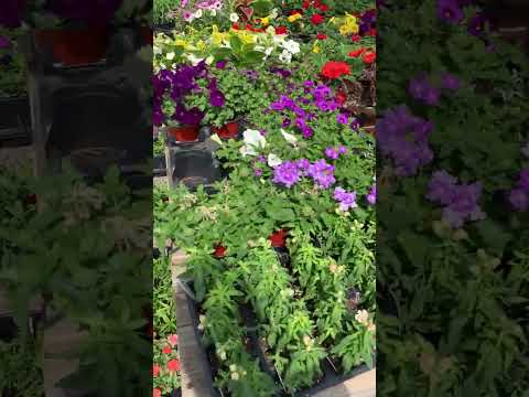 ASMR Quick Farmer's Market Flower & Plant Tour 🌺🌿