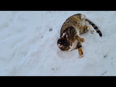ASMR Playing With My Cat In Snow 🥰