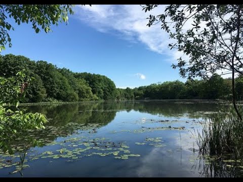 1 Hour Nature Sounds | Soothing Stream, Bird Song, Woodland Ambience [study, meditate, relax, sleep]