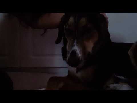 Video 28. Dog asmr 🐶